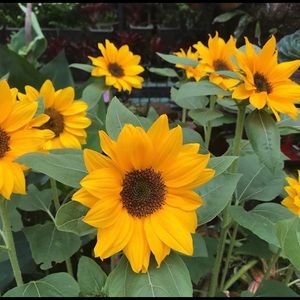 Meet your Posher, Omar